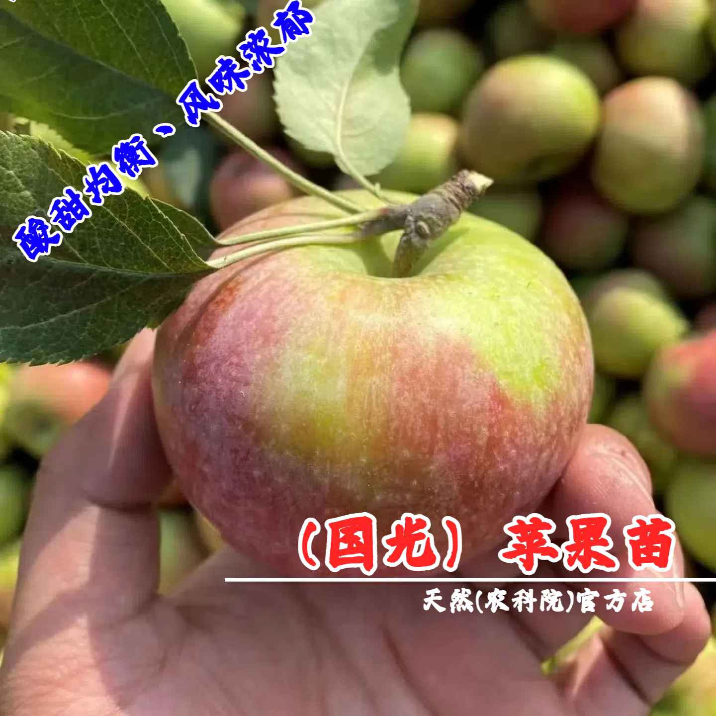 老品种国光苹果树苗嫁接耐寒脆甜小国光苹果苗庭院盆栽地栽果树苗