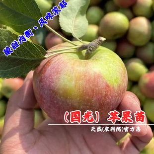 老品种国光苹果树苗嫁接耐寒脆甜小国光苹果苗庭院盆栽地栽果树苗