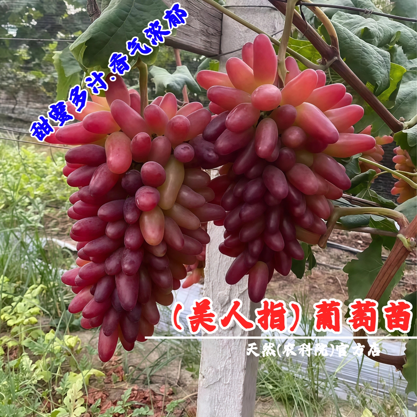 嫁接美人指脆甜红提树苗深红无籽葡萄树苖澳洲长克瑞森提子苗果苗