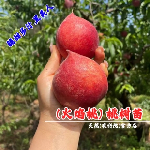 攀枝花高山火焰桃树苗脆甜黑美人桃苗水蜜桃果苗庭院南方北方种植