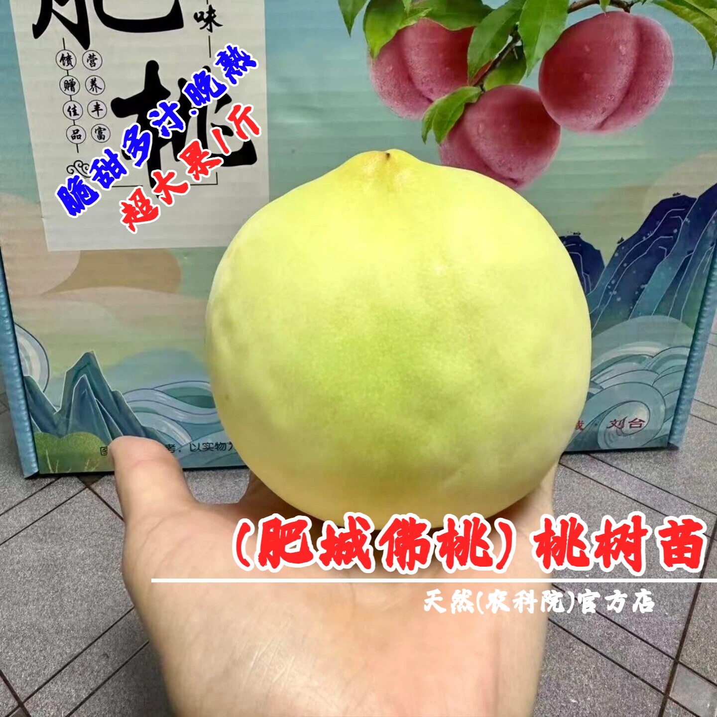 老品种肥桃苗山东泰安肥城佛桃树苗盆栽庭院特大寿桃水蜜桃树果苗