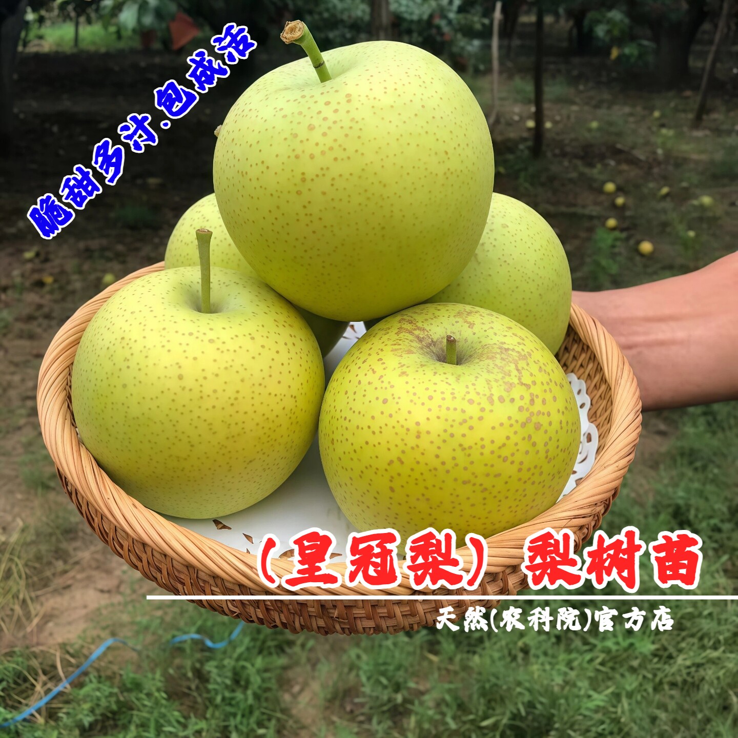 嫁接河北皇冠梨苗特大脆甜黄冠梨树苗盆栽地栽南北方种植当年结果