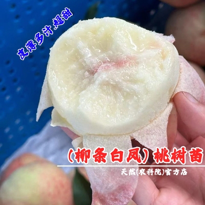 桃树果苗无锡阳山柳条白凤水蜜桃苗特大脆软甜桃树苗盆栽庭院果树