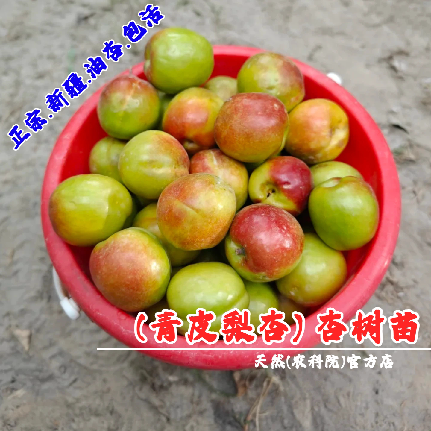 大梨杏树苗新疆特产青梨杏树苗青杏苗大青梨杏树甜核离核杏苗