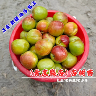 大梨杏树苗新疆特产青梨杏树苗青杏苗大青梨杏树甜核离核杏苗