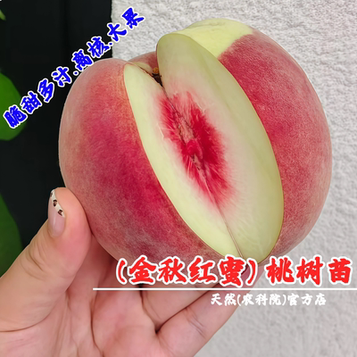 特大嫁接金秋红蜜桃树苗晚熟桃树果苗脆甜雪桃冬桃苗庭院盆栽桃子