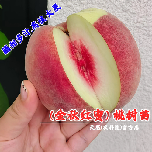 特大嫁接金秋红蜜桃树苗晚熟桃树果苗脆甜雪桃冬桃苗庭院盆栽桃子 - 封面