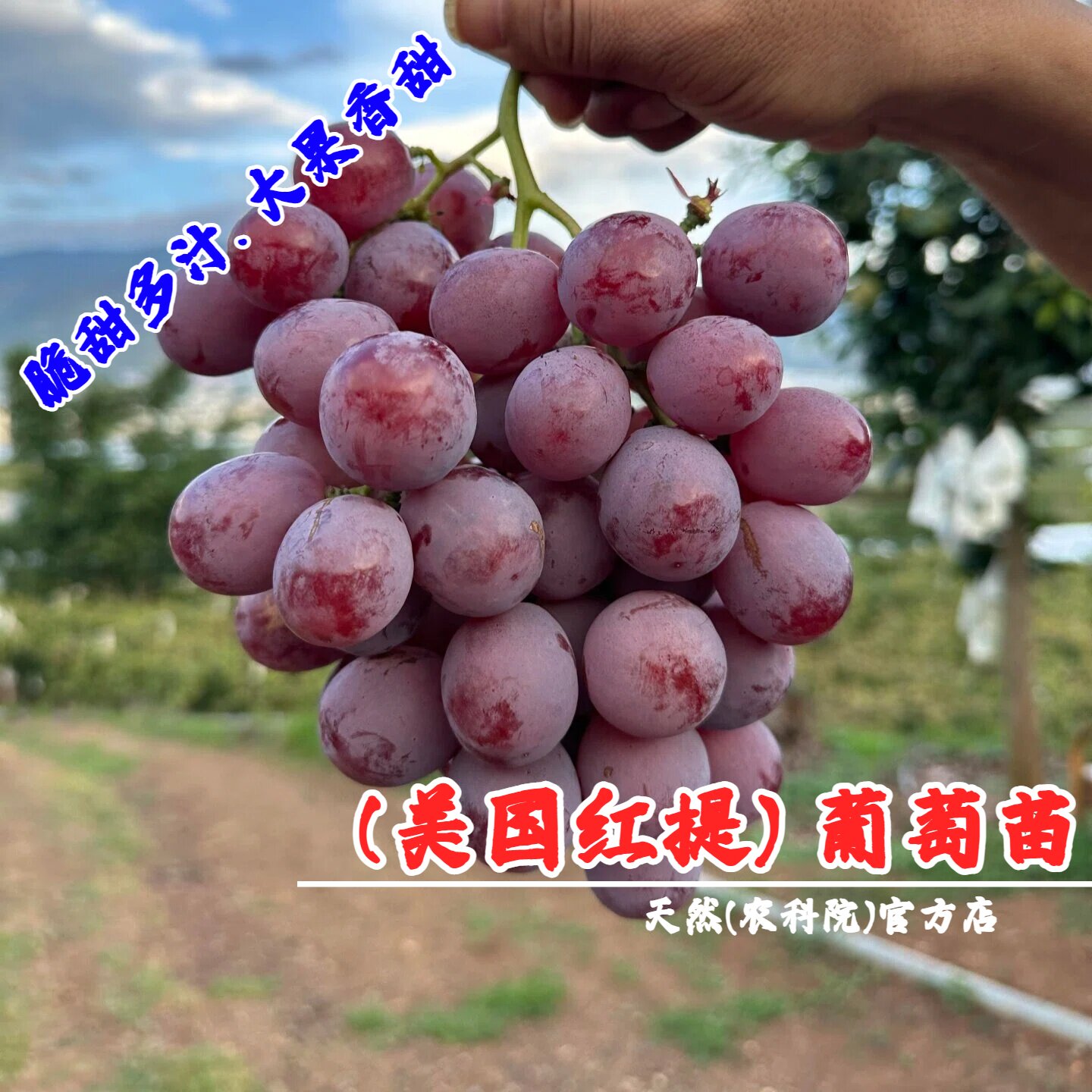 嫁接美国红提葡萄树苗盆栽提子苗庭院爬藤红地球葡萄苗南北方种植