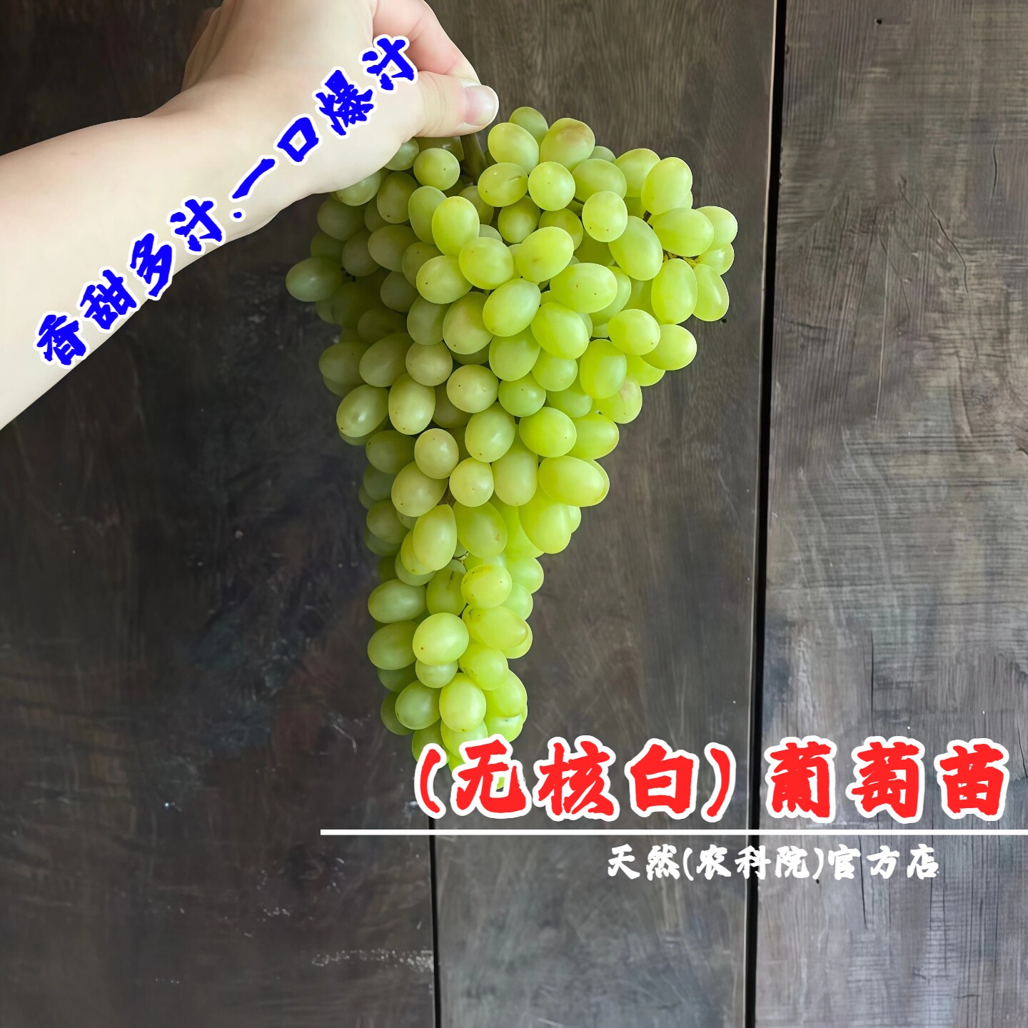 新疆无核白葡萄树苖嫁接小蜜蜂提子树无籽露葡萄苗青提南北方种植