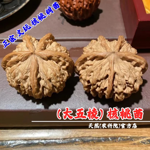 大五棱文玩核桃树苗大粗筋狮子头盆栽地栽五棱麻核桃苗南北方种植