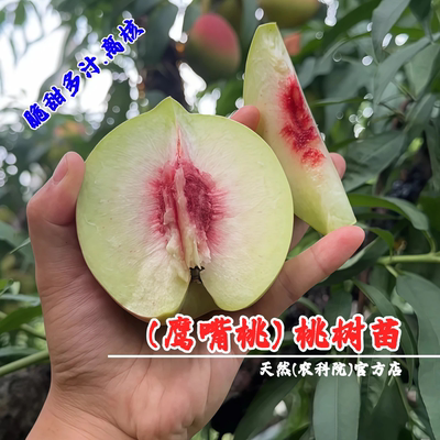 桃树果苗广东河源连平鹰嘴桃树苗脆甜尖嘴桃苗水蜜桃南方北方种植