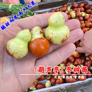 特大枣树活苗嫁接二代葫芦枣树苗脆甜枣苗盆栽庭院地栽南北方种植