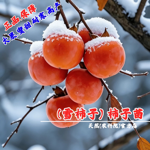 嫁接雪柿子树苗新品种极耐寒晚熟软甜柿子苗当年结果果树果苗