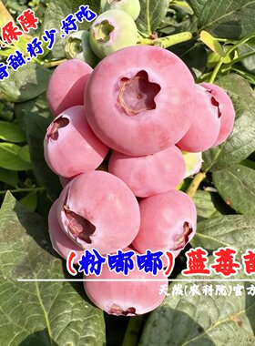 粉红佳人蓝莓树果苗阳台室内盆栽地栽粉嘟嘟粉色蓝莓苗南北方种植