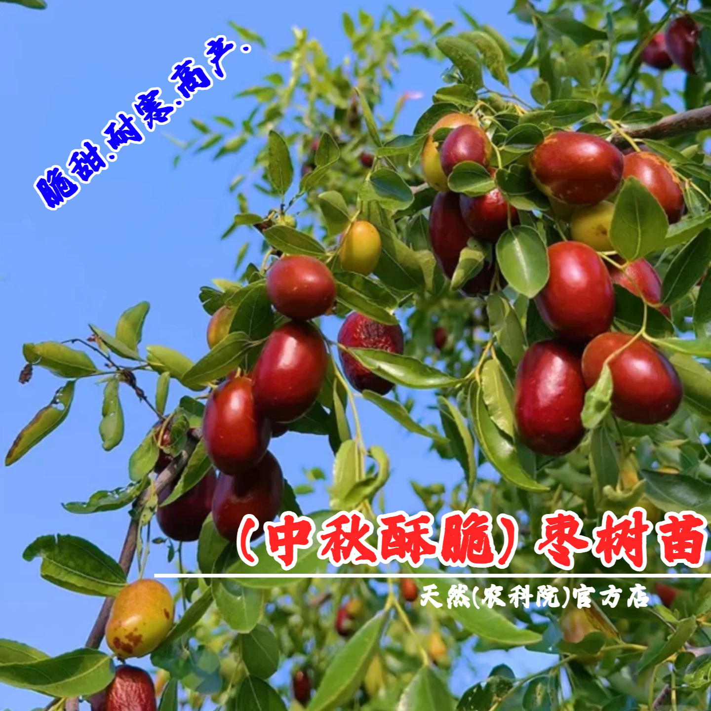 湖南祁东中秋酥脆枣树苗嫁接早熟脆甜枣树苗活苗南方北方庭院种植