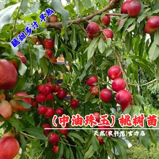 嫁接早熟新品种白肉油桃树果苗5月中油珠玉油桃苗庭院南北方种植