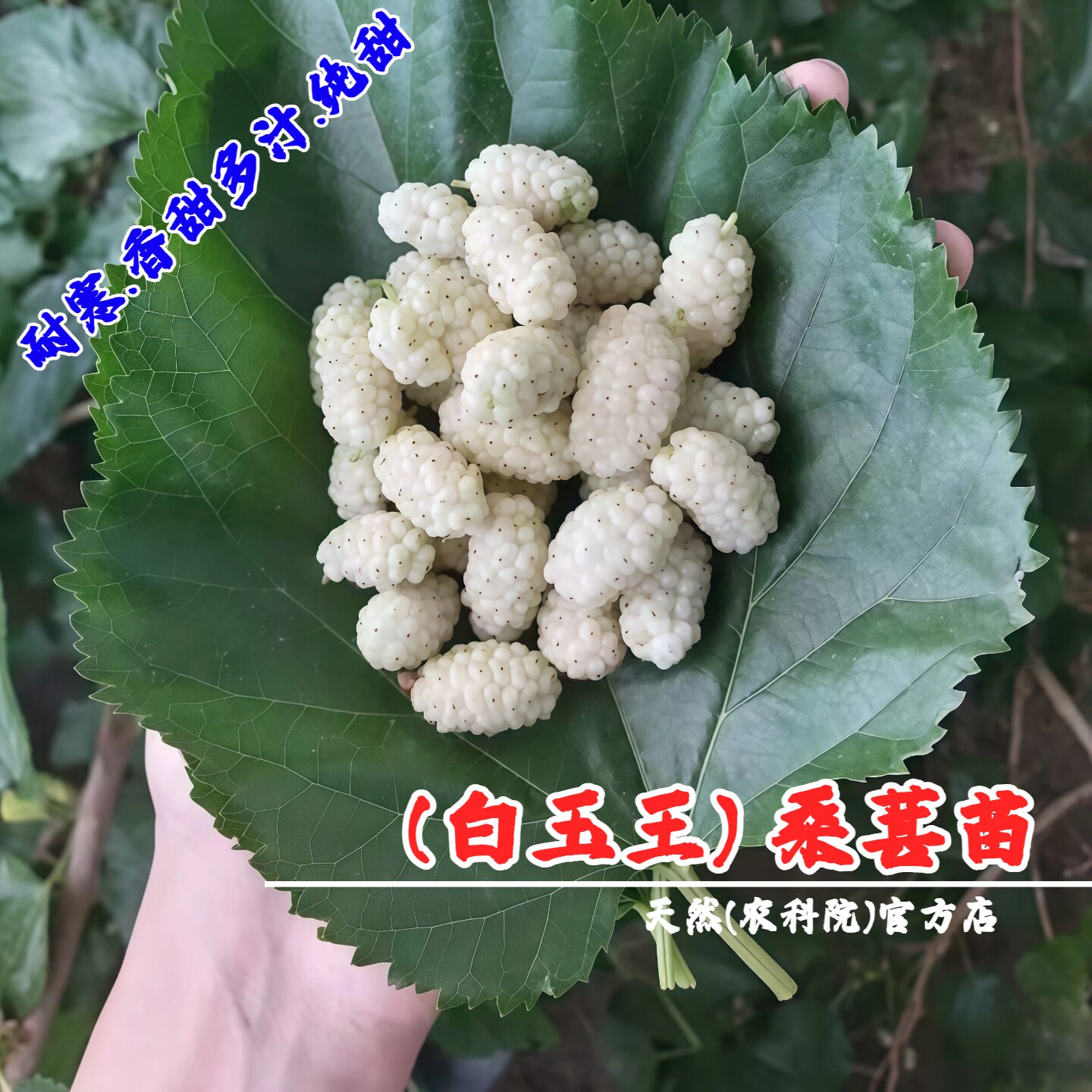 四季结果桑葚树苗阳台盆栽庭院纯甜白玉王桑葚苗白果桑南北方种植