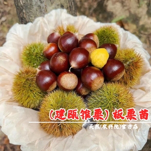 福建建瓯锥栗苗嫁接锥栗果苗板栗尖栗树苗北南方种植栗子当年结果