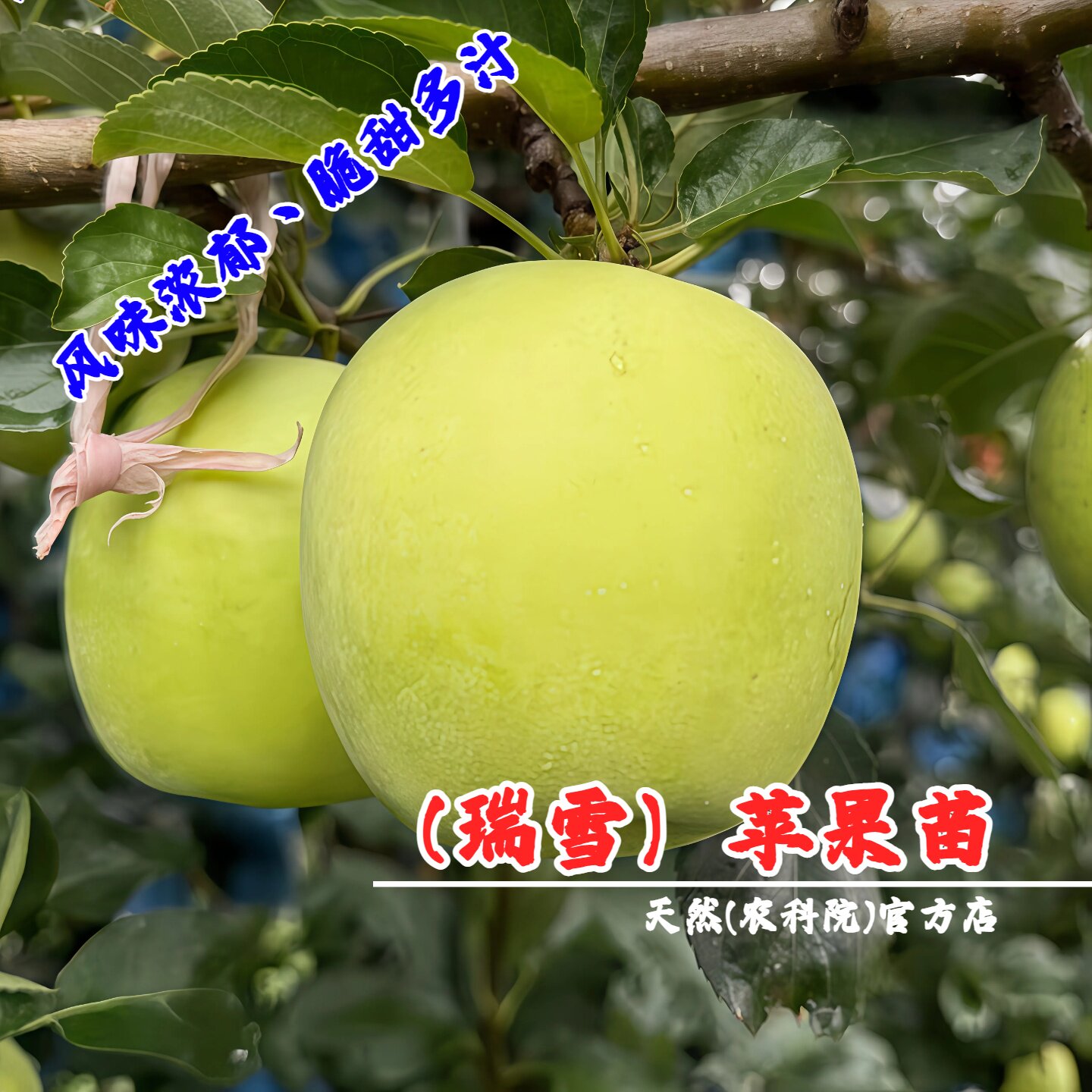 嫁接瑞雪苹果树苗晚熟青苹果苗南方北方盆栽地栽庭院种植当年结果