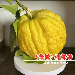 特大香橼果树苗枸橼树佛手柑柠檬苗盆栽地栽南方北方种植当年结果
