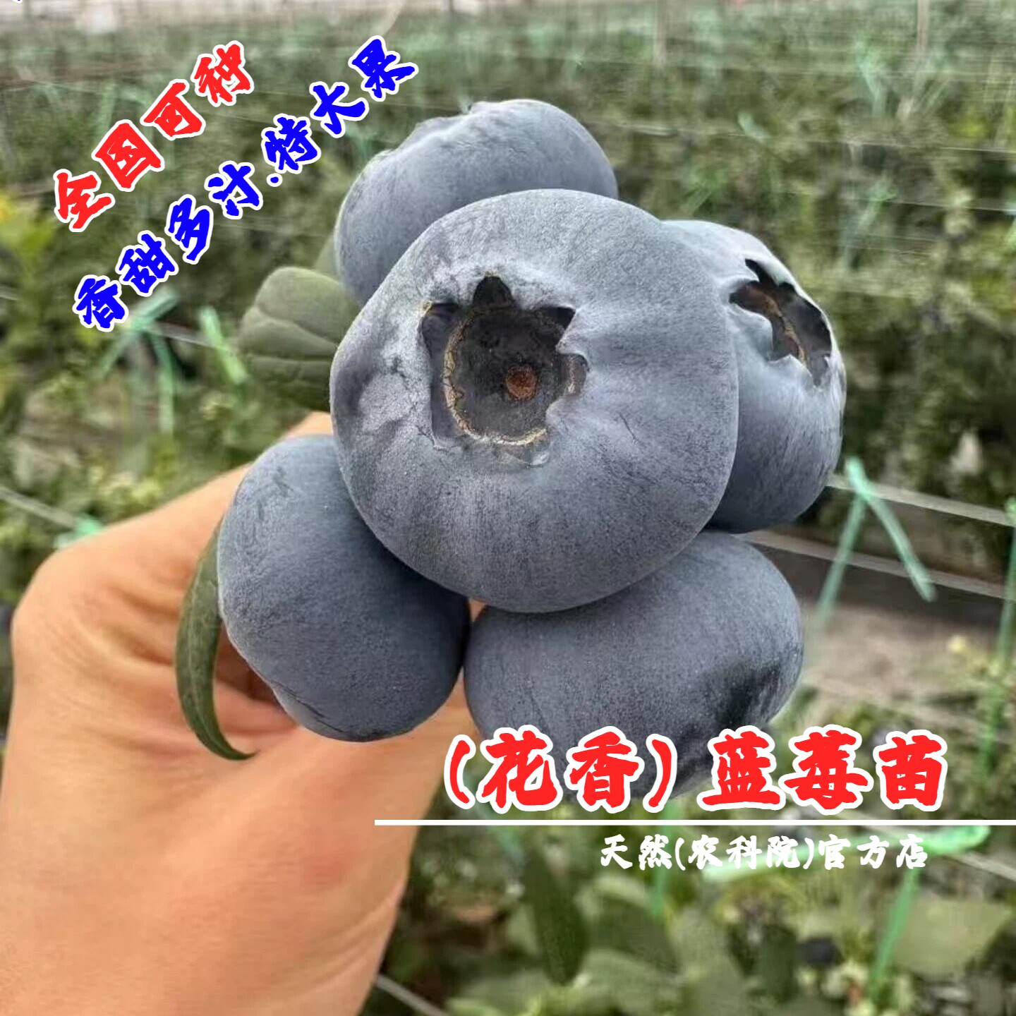 L25蓝莓树果苗盆栽花香大果蓝莓苗南北方庭院种植蓝莓树当年结果