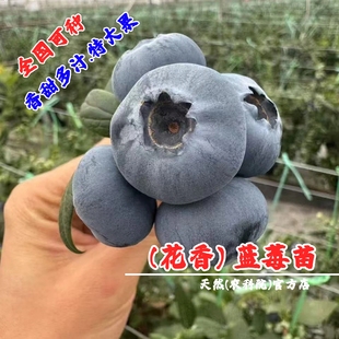 L25蓝莓树果苗盆栽花香大果蓝莓苗南北方庭院种植蓝莓树当年结果