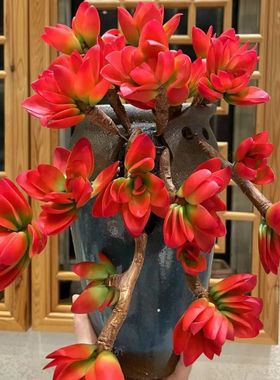 老桩多头火祭多肉植物四季红色新手入门室内阳台办公室花卉盆栽