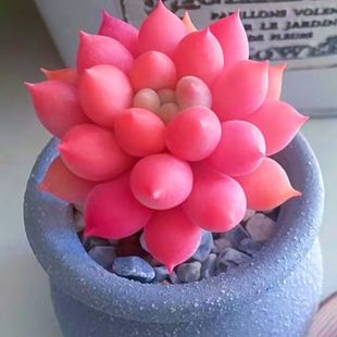 【粉蜻蜓】稀有多肉植物所罗门肉肉办公室室内盆栽防辐射净化空气