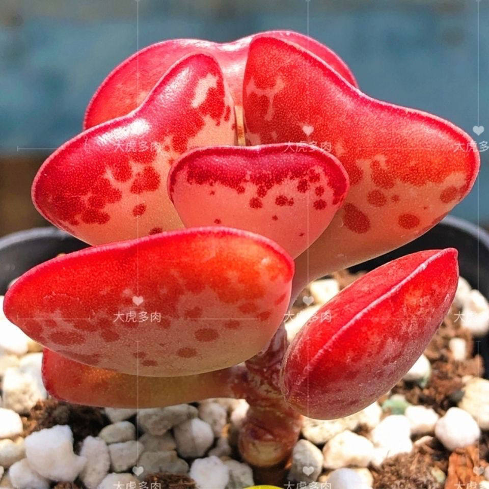 爱心水泡 心形多肉水泡 稀有贵货精选好养奇趣拍花卉盆栽