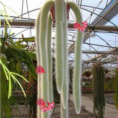 九尾狐 多肉长毛盆栽猴尾柱软毛植物尾巴开花垂吊室内办公室好养