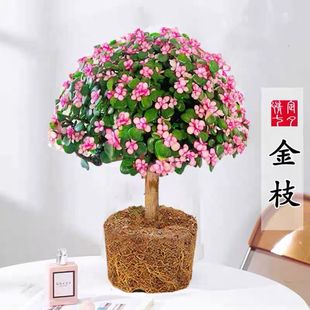 金枝玉叶盆栽雅乐之舞客厅办公室盆栽老桩好养活耐寒除甲醛绿植