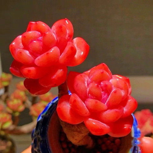 新品星星橙多肉植物高颜值懒人美肉莲花座程梦露室内阳台好养盆栽