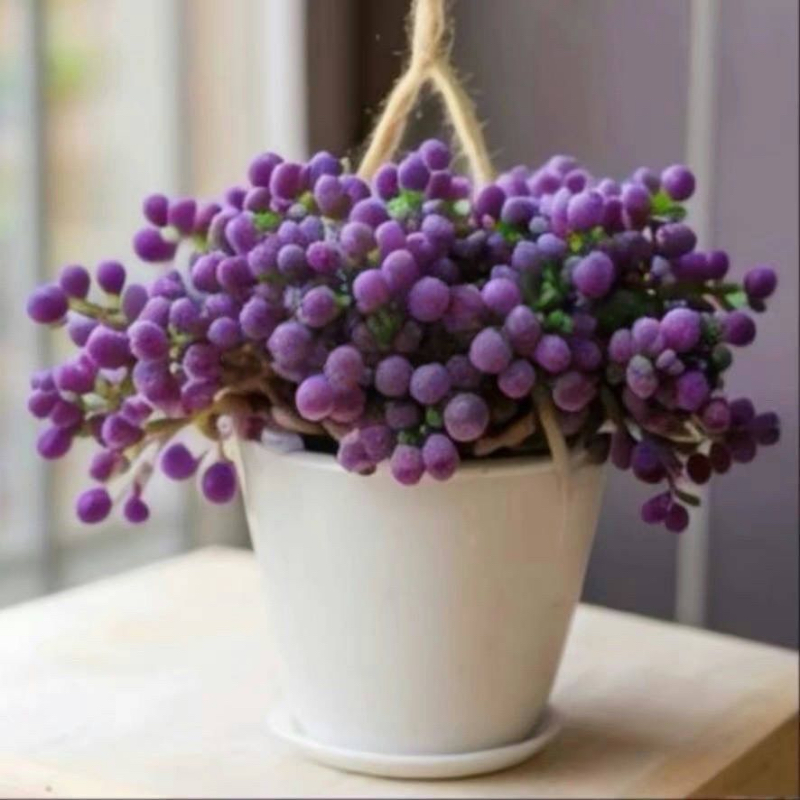 紫葡萄紫玄月多肉植物超大稀有盆栽花卉阳台精品绿植易爆盆好养
