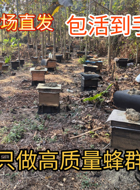 蜜蜂带王中华蜂群批发带子出售蜂王土蜂中蜂笼蜂蜂一整蜜蜂活蜂