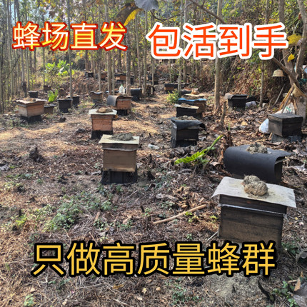 蜜蜂带王中华蜂群批发带子出售蜂王土蜂中蜂笼蜂蜂一整蜜蜂活蜂