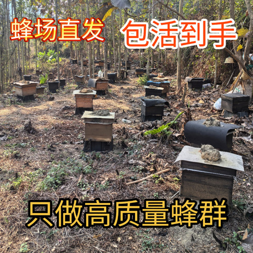 蜜蜂带王中华蜂群批发带子出售蜂王土蜂中蜂笼蜂蜂一整蜜蜂活蜂