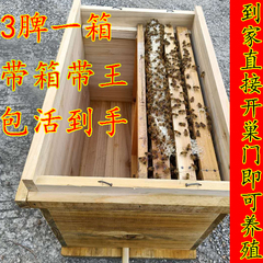 中蜂蜂王蜂群蜜蜂活群带蜂王子脾优质阿坝红环产卵强带箱笼蜂包活