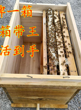 中蜂蜂王蜂群蜜蜂活群带蜂王子脾优质阿坝红环产卵强带箱笼蜂包活