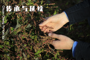 蓼蓝种子1000颗 25年新收 蓝染植物染蓝草 草木染DIY种植趣味蓝靛