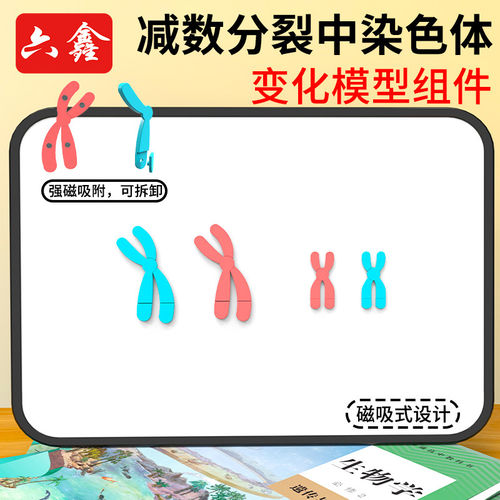 磁吸式减数分裂中染色体变化模型组件生物DNA遗传染色体交叉互换
