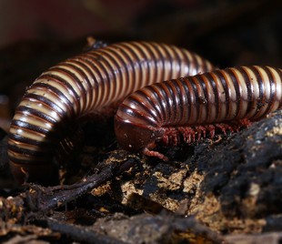 2017新品巧克力三色巨型马陆 活体另类宠物 爬虫活体千足虫 包活