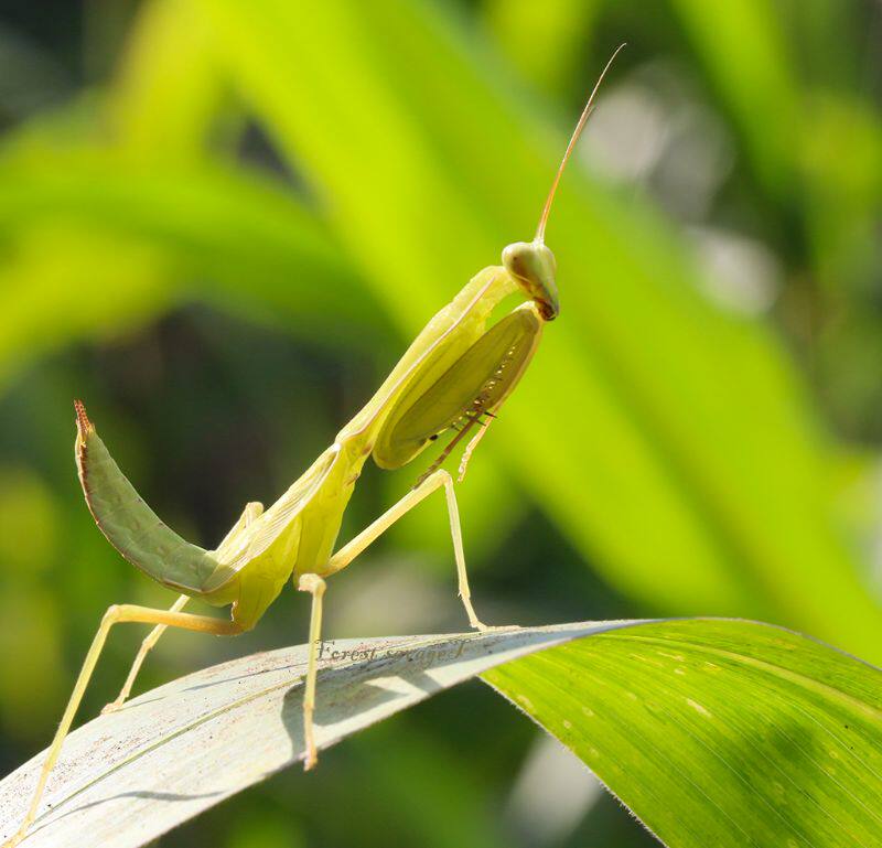 森林野人   云南版纳斧螳   螳螂  各类斧螳  昆虫