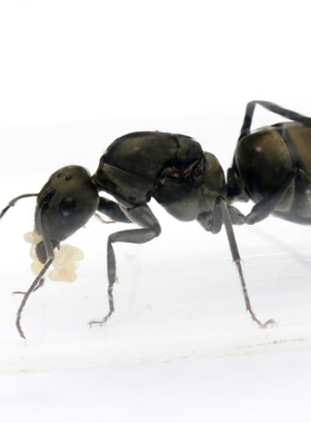 巴瑞弓背蚁银色大蚂蚁宠物蚂蚁活体漂亮的大蚂蚁新手蚂蚁科普教学