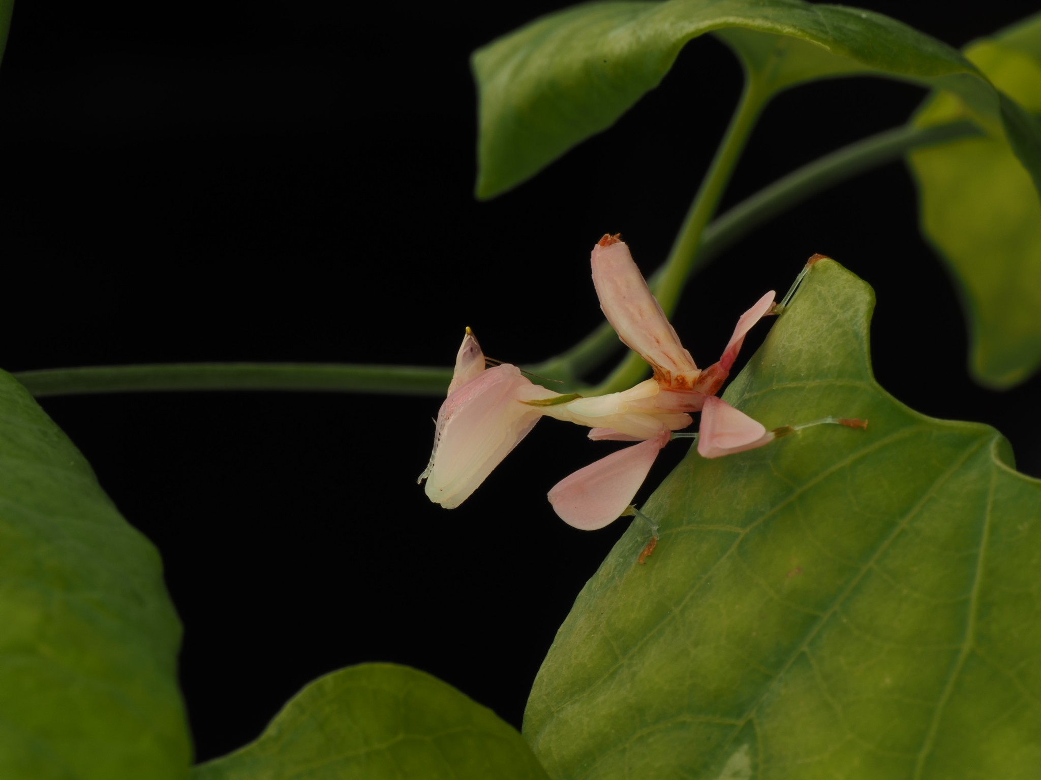 这货哪来的 兰花螳螂 活体螳螂   兰花螳螂  另类宠物摄影昆虫