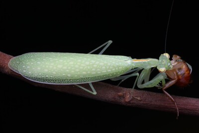 森林野人黎明活体螳螂另类宠物