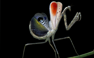 森林野人 孔雀螳螂 螳螂 活体  另类宠物昆虫