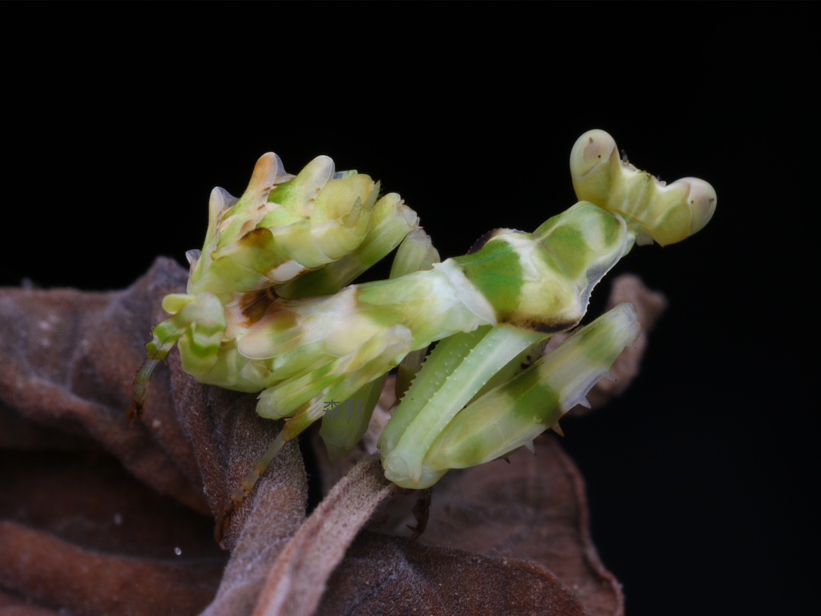 森林野人新春特惠似华丽弧纹螳，螳螂活体，弧纹螳、 另类宠物