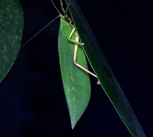 森林野人  素背螽斯  素背 拟叶螽斯 摄影昆虫 鸣虫