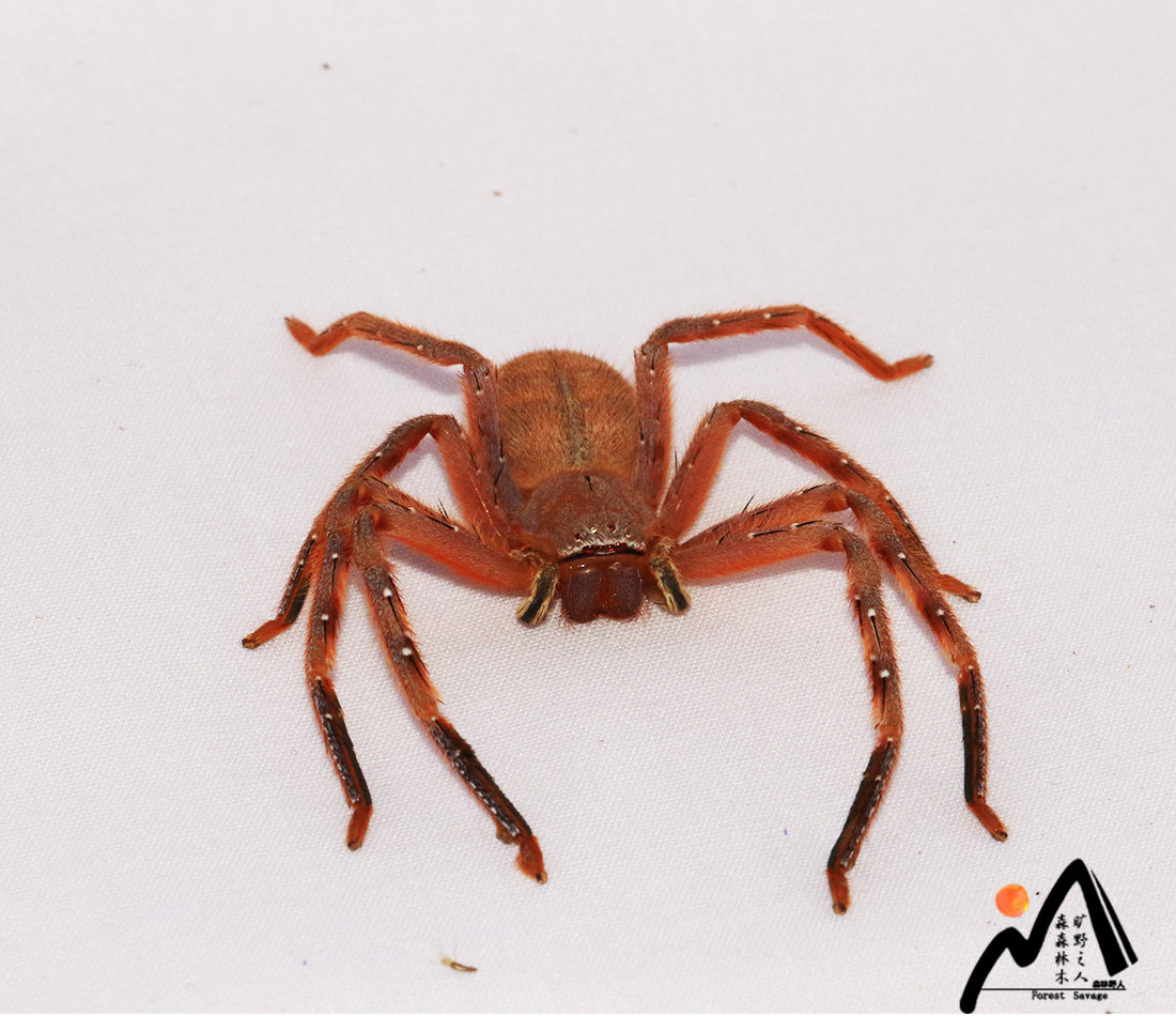 森林野人  密毛巨蟹幼体  活体蜘蛛  摄影昆虫