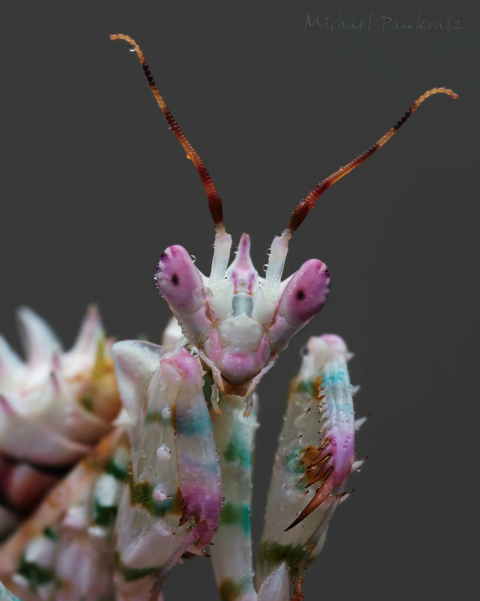 森林野人  非洲大刺花螳 刺花螳螂 宠物昆虫生日礼物